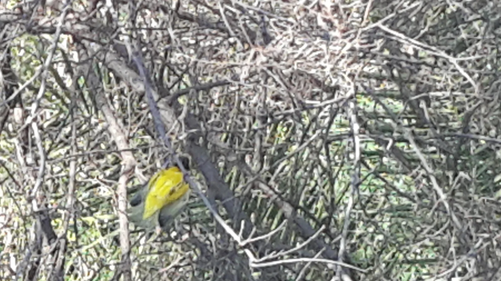 Small yellow bird perched among branches in the NWU Botanical Garden.
